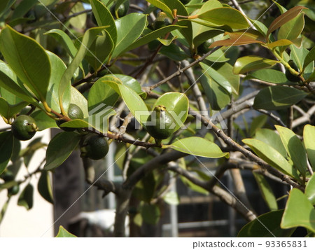 still blue tropical fruit guava fruit still blue tropical fruit guava fruit 93365831