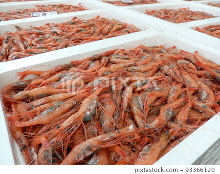 在海鮮批發市場等待拍賣的托羅盒中的鮮甜蝦 在海鮮批發市場等待拍賣的托羅盒中的鮮甜蝦 93366120
