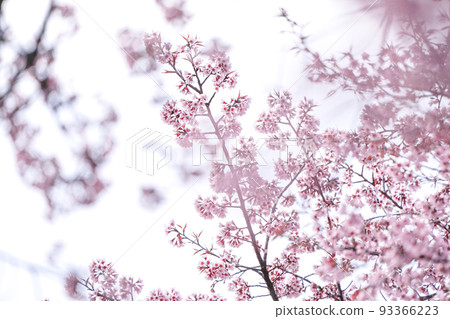 Wild Himalayan Cherry or Prenus Cerasoides, call "Nang Phaya Suar Klong" tree; the pink flower blossom full bloom on all of the tree look like a sakura., Thailand. Wild Himalayan Cherry or Prenus Cerasoides, call "Nang Phaya Suar Klong" tree; the pink flower blossom full bloom on all of the tree look like a sakura., Thailand. 93366223