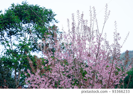Wild Himalayan Cherry or Prenus Cerasoides, call "Nang Phaya Suar Klong" tree; the pink flower blossom full bloom on all of the tree look like a sakura., Thailand. Wild Himalayan Cherry or Prenus Cerasoides, call "Nang Phaya Suar Klong" tree; the pink flower blossom full bloom on all of the tree look like a sakura., Thailand. 93366233