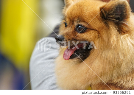 close up the Portrait adorable smiling pomeranian puppies head face nose mouth and tongue. 93366291