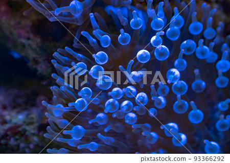 Fluorescent  glitter  glow in the dark Sea Aenone in the ocean. 93366292