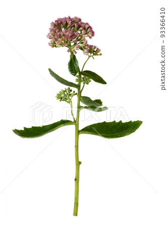 Pink flowers and green leaves of hylotelephium telephium isolated 93366410