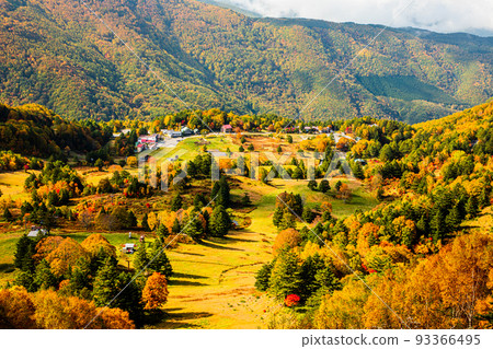 [長野縣志賀高原]10月紅葉鮮豔的“山田牧場” 93366495
