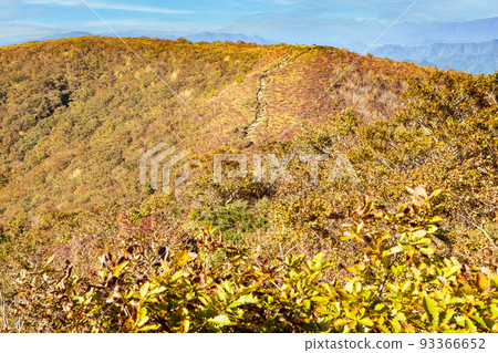 Autumn scenery in the Chugoku Mountains. This is a mountain trail towards Ikenodan seen from Mt. Tateeboshi in the Mt. Hiba mountain range. The azalea is bright red Autumn scenery in the Chugoku Mountains. This is a mountain trail towards Ikenodan seen from Mt. Tateeboshi in the Mt. Hiba mountain range. The azalea is bright red 93366652