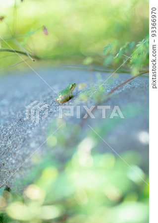 Frog fleeing and hiding in overgrown weeds Frog fleeing and hiding in overgrown weeds 93366970
