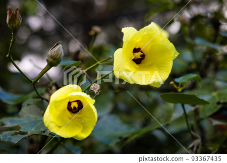 沖繩縣宮古島市 Yuna no Hana 93367435