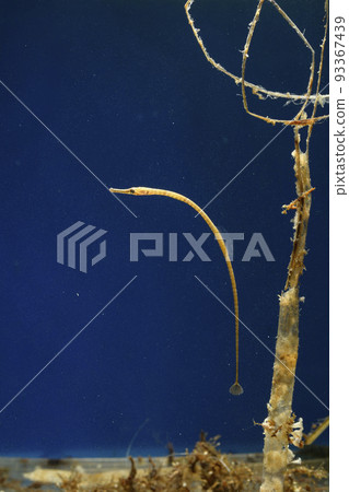 pipefish stickleback seahorse fish long and thin fish pipefish stickleback seahorse fish long and thin fish 93367439