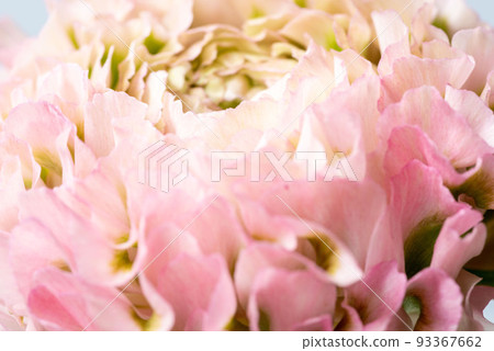 Cut flowers of Ranunculus Cut flowers of Ranunculus 93367662