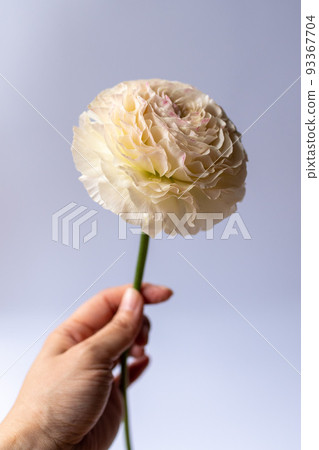 一個女人手裡拿著一朵切好的毛茛花 93367704