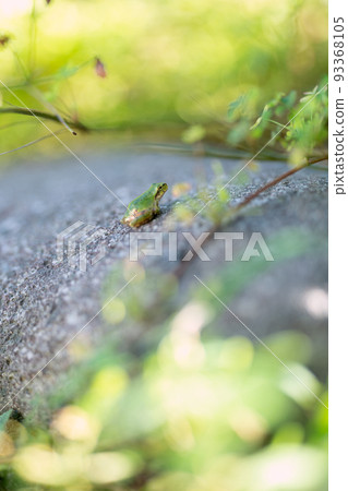Frog fleeing and hiding in overgrown weeds 93368105
