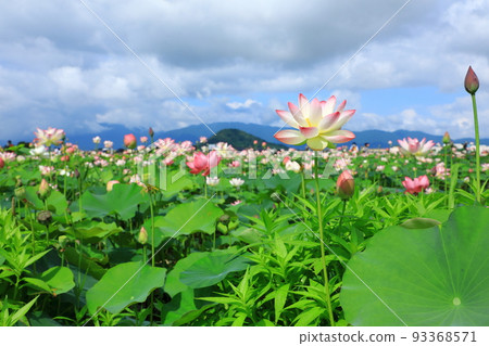 Unebi Mountain and lotus flowers of Fujiwarakyo Ruins 93368571