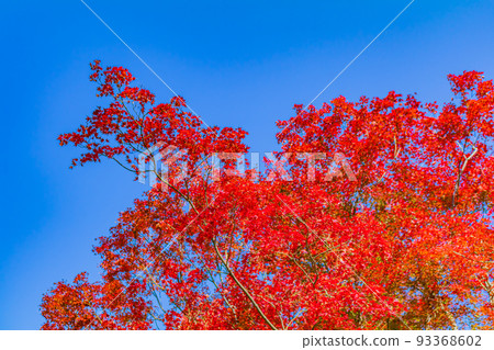 【東京的都市風景】日比谷公園周邊的都市風景（秋季） 93368602