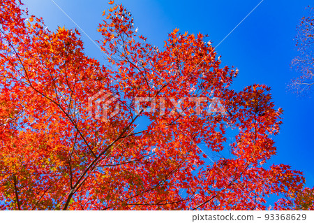 【東京的都市風景】日比谷公園周邊的都市風景(秋季) 【東京的都市風景】日比谷公園周邊的都市風景(秋季) 93368629