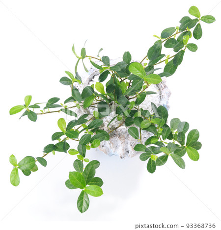 觀賞植物，藤蔓榕榕香格里拉葉[白色背景] 93368736