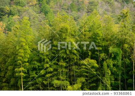 竹林（Adashino Nenbutsuji Temple）_2878 93368861