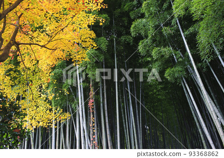 竹林（Adashino Nenbutsuji Temple）_3236 93368862