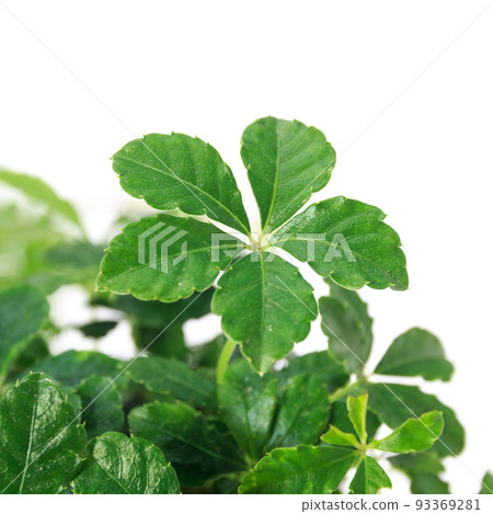 觀賞植物，糖藤葉 [白色背景] 93369281