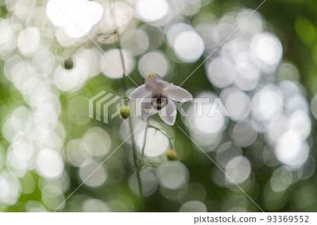 Astragalus (Mt. Mitake/Fujimine Park) 93369552