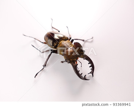 Miyama stag beetle stag beetle summer vacation child Miyama stag beetle stag beetle summer vacation child 93369941