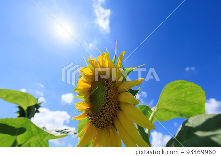 Blue sky and sunflowers Summer image Blue sky and sunflowers Summer image 93369960