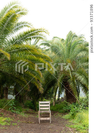 Sangari palm forest in Jeju island of Korea Sangari palm forest in Jeju island of Korea 93371896