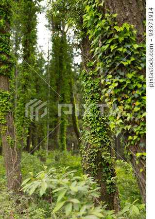 Andol Oreum volcanic cone in Jeju island of Korea 93371914