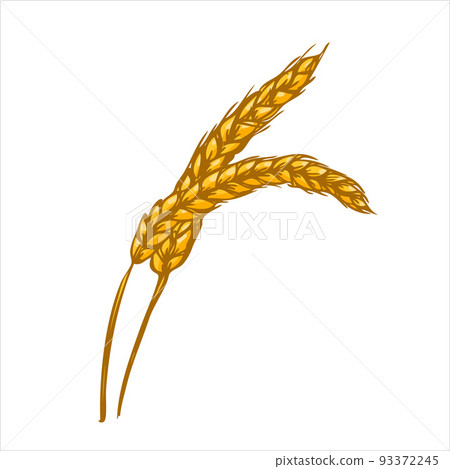 Yellow ripe ears of wheat. Harvested concept. Vector illustration 93372245