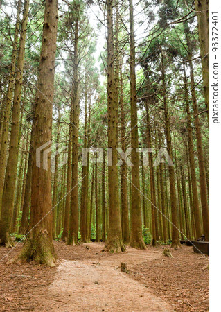 Saryeonisupgil, Saryeoni Forest walking trail in Jeju Island of Korea Saryeonisupgil, Saryeoni Forest walking trail in Jeju Island of Korea 93372401