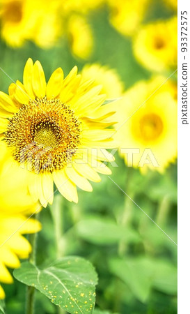 Photo of sunflower with overexposed and blurred background Photo of sunflower with overexposed and blurred background 93372575