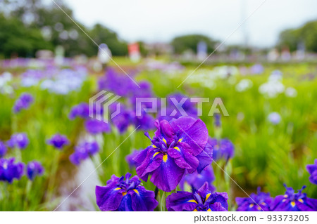 Higashimurayama Hachikokuyama Iris Higashimurayama Hachikokuyama Iris 93373205