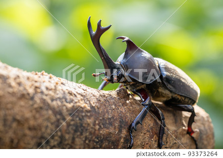 Male beetle climbing a tree Male beetle climbing a tree 93373264