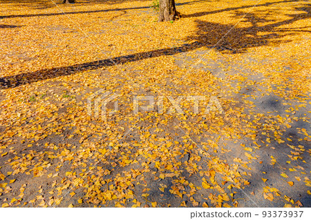 [Image material] Fallen leaves in autumn (around Shiba Park, Tokyo) 93373937