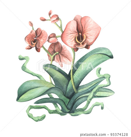 An orchid flower with leaves, roots and coral-colored flowers. Watercolor illustration, isolated object. For decoration and design of home interiors, postcards, posters, flower shops, souvenir 93374128