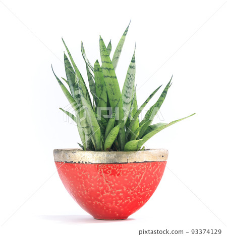 Ornamental plant, potted plant of Sansevieria Silver Princess [white background] 93374129