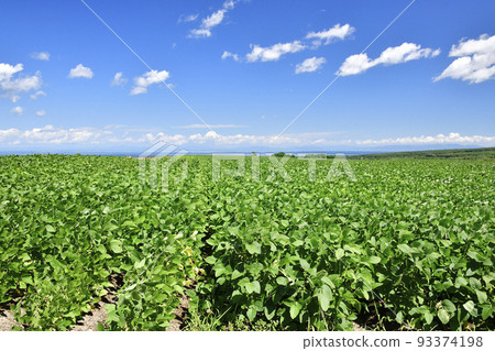拍攝北海道森町夏天開始變色的大豆田景色 拍攝北海道森町夏天開始變色的大豆田景色 93374198