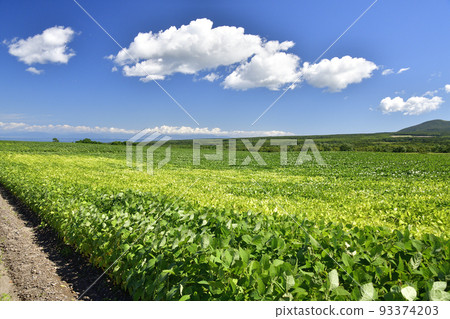 拍攝北海道森町夏天開始變色的大豆田景色 拍攝北海道森町夏天開始變色的大豆田景色 93374203