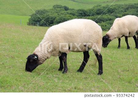Hokkaido Shibecha Tawahei Sheep grazing Hokkaido Shibecha Tawahei Sheep grazing 93374242