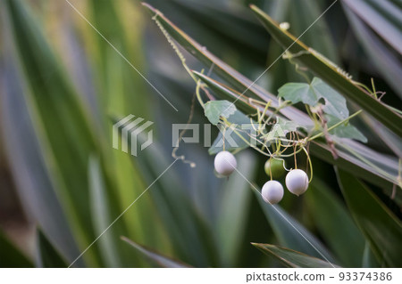 Ripe and gray gourd fruit [September] 93374386