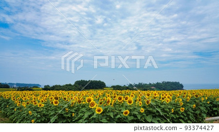 藍天和黃色的花朵 藍天和黃色的花朵 93374427