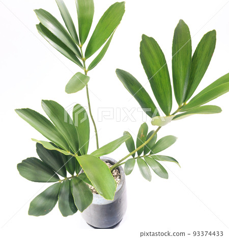 肉質植物，Zamia pumila 葉子 [白色背景] 93374433