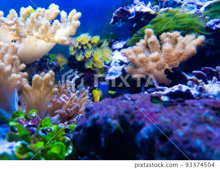 Underwater ecosystem panorama. Coral reef under the sea. Wild life concept. 93374504