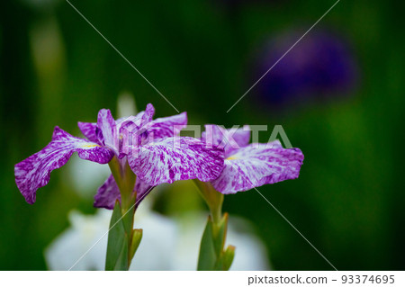 Higashimurayama Hachikokuyama Iris Higashimurayama Hachikokuyama Iris 93374695