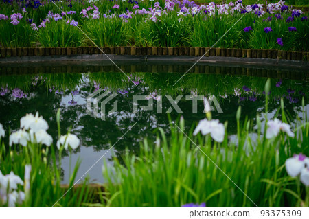 Higashimurayama Hachikokuyama Iris Higashimurayama Hachikokuyama Iris 93375309