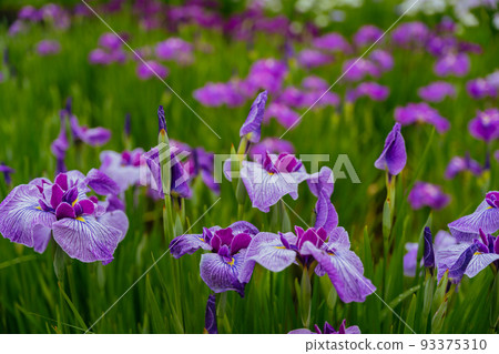 Higashimurayama Hachikokuyama Iris 93375310