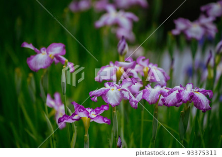 Higashimurayama Hachikokuyama Iris Higashimurayama Hachikokuyama Iris 93375311