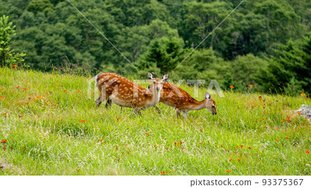 Directly below Daibosatsurei in summer Deer parent and child Yamanashi Directly below Daibosatsurei in summer Deer parent and child Yamanashi 93375367