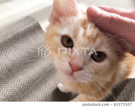 小貓在被撫摸後以可愛的臉看著你 小貓在被撫摸後以可愛的臉看著你 93375507