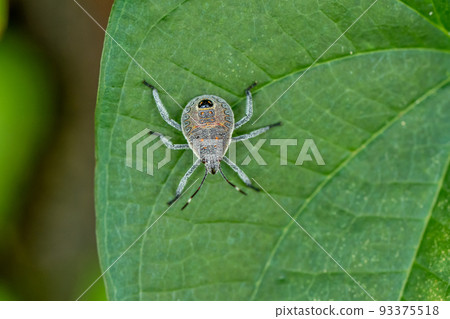 Red stink bug larva 93375518