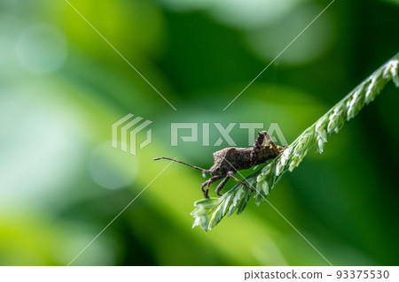 Hojoki bug 93375530